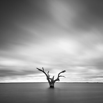 Artwork thumbnail, Lone Tree by Adrian Alford Photography