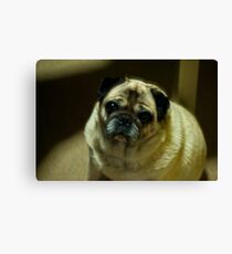 Puggy Love Canvas Print