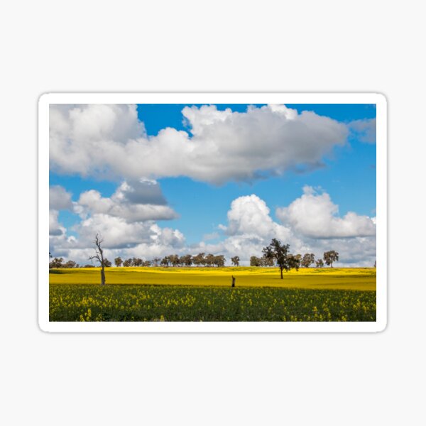 Item preview, Clouds & Canola designed and sold by Shereewatt.
