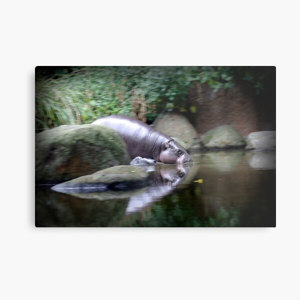 Pigmy Hippo Metal Print
