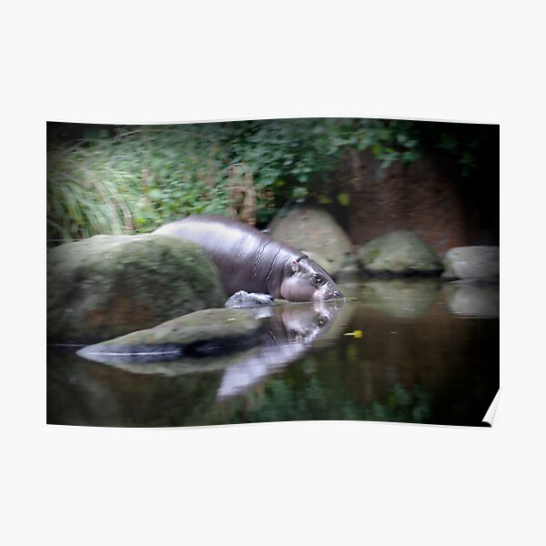 Pigmy Hippo Poster