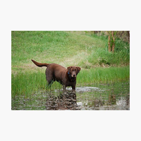 Ringo the Frog Hunter Photographic Print
