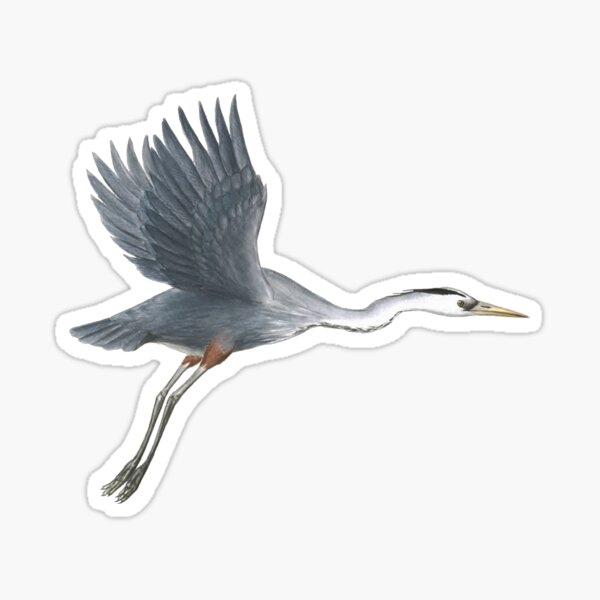 Item preview, Great Blue Heron Flying Bird Art designed and sold by ABFoleyArt.