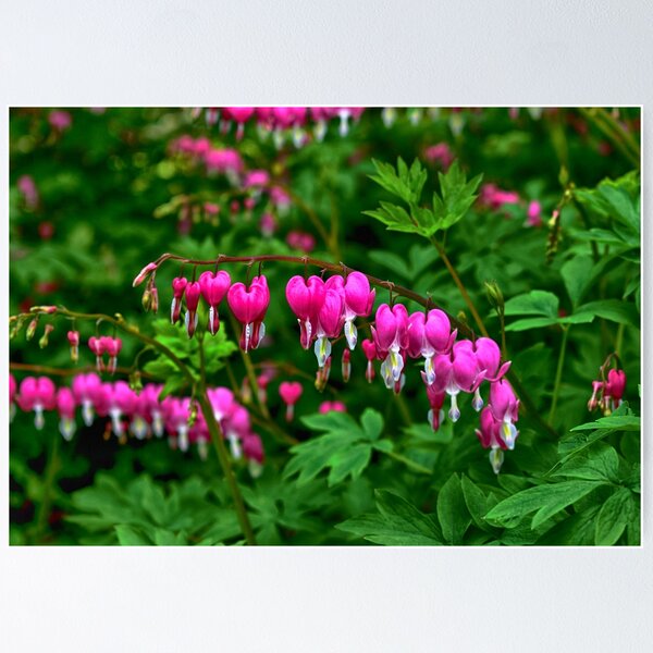 Item preview, Bleeding Heart Flowers designed and sold by James DeFazio.