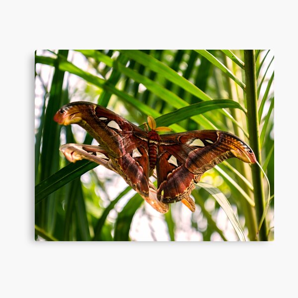 Atlas Moth Canvas Print