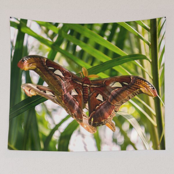 Item preview, Atlas Moth designed and sold by darren-j-mcleod.