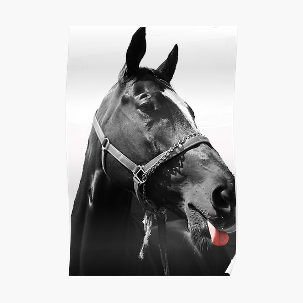 Animals: Horse making face Poster