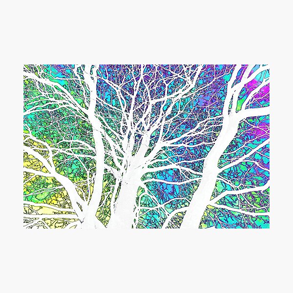 Rainbow Tree, Morden Hall Park Photographic Print