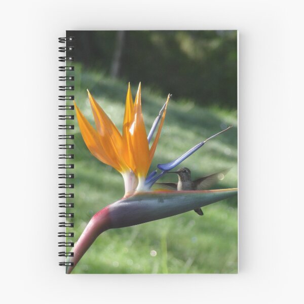 Item preview, Humming Bird of Paradise designed and sold by BirdyBirdy8.