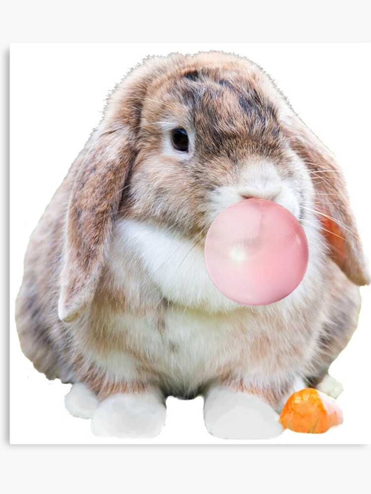Lop Eared Rabbits More Likely To Suffer From Ear And Dental