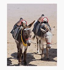 Jack & Eeyore Photographic Print