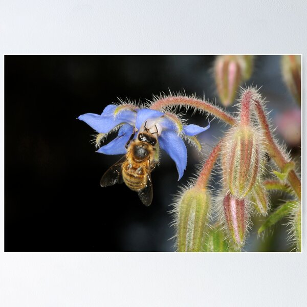 Item preview, NATURES BEAUTY designed and sold by mc27.
