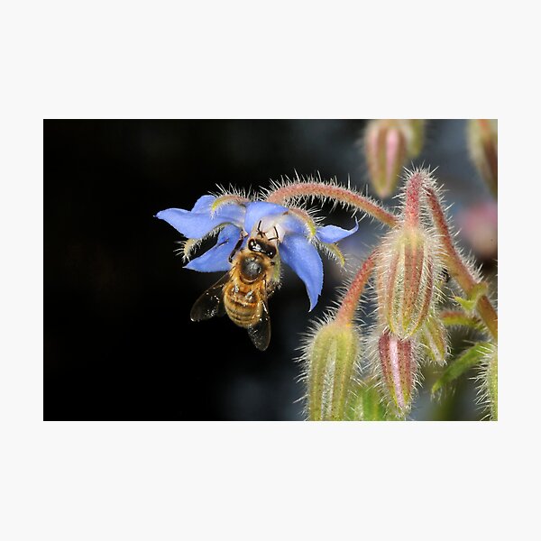 Item preview, NATURES BEAUTY designed and sold by mc27.