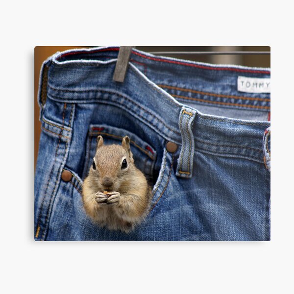 Just Hanging Out Metal Print