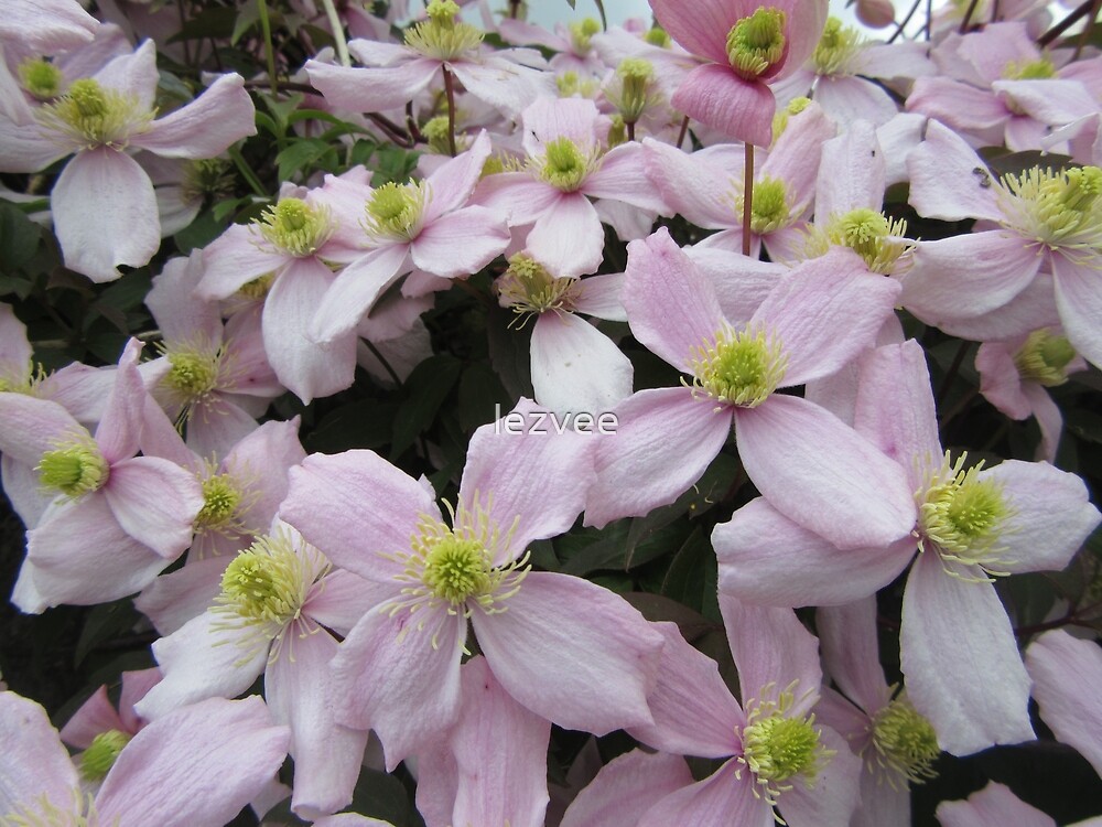 "Clematis Montana Pink Perfection" by lezvee Redbubble