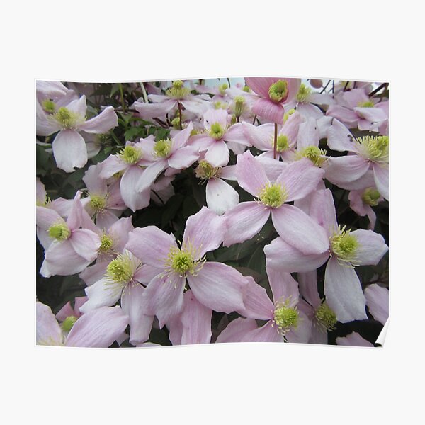 Clematis Montana Pink Perfection Poster