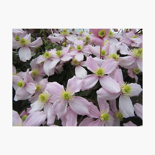 Clematis Montana Pink Perfection Photographic Print