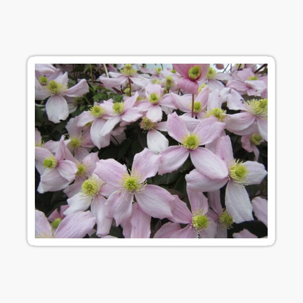 Clematis Montana Pink Perfection Sticker