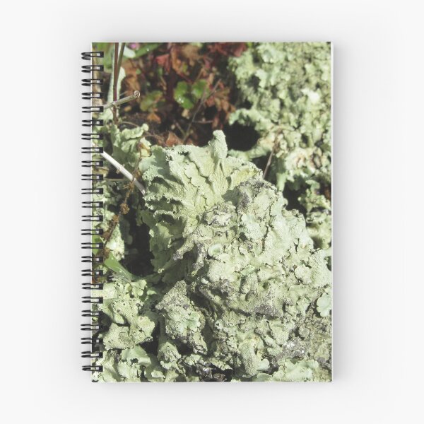 Item preview, Lichen On A Wall designed and sold by lezvee.
