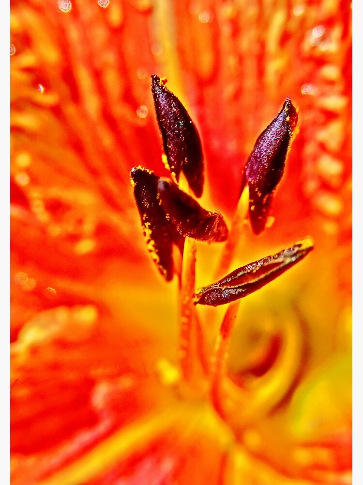 Five Stamen Day Lilly by 32DARTS
