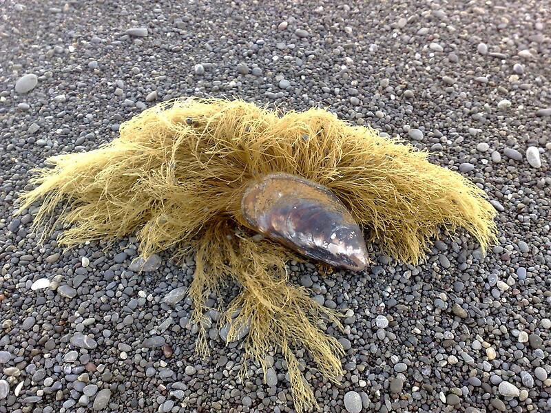 "Mussel Beard" by ditman Redbubble