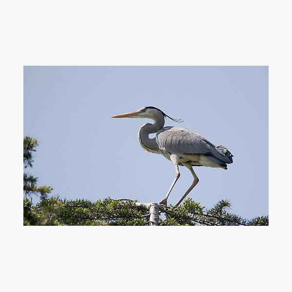 Grey heron Photographic Print