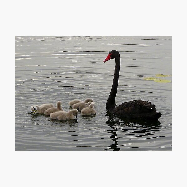 Item preview, Very Young Swan Family designed and sold by stevealder.