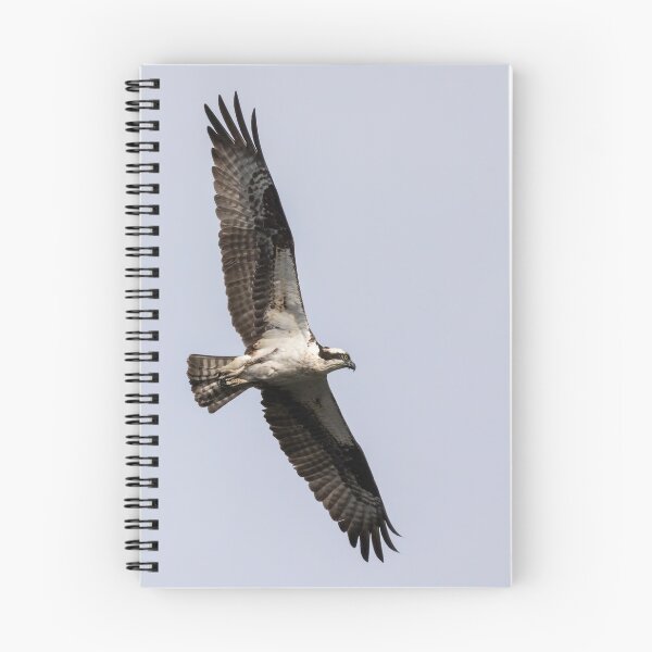 Item preview, Osprey 2019-7 designed and sold by Thomasyoung.