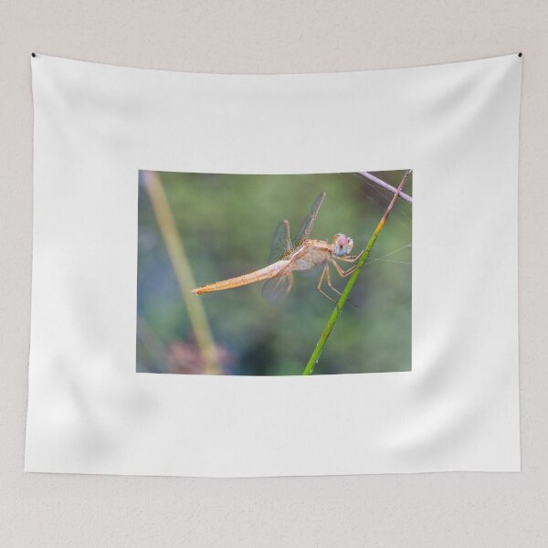 Item preview, Dragonfly designed and sold by pietrofoto.
