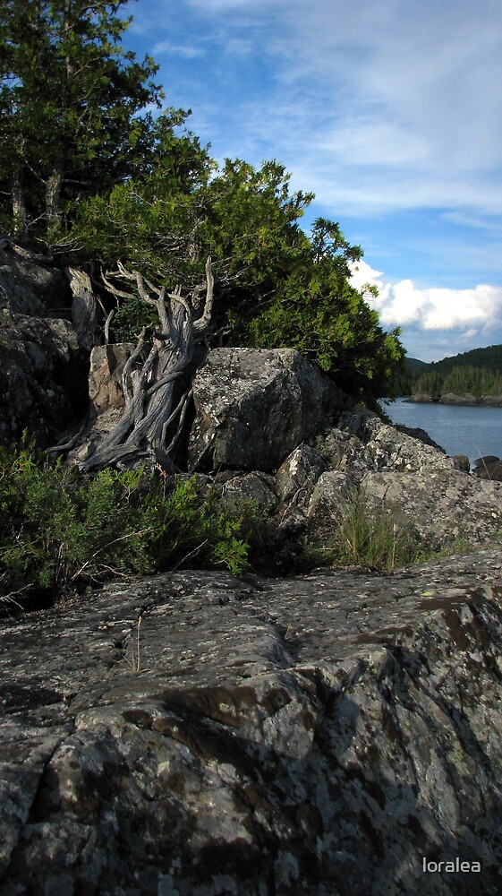 spirit of the north the first tree download spirit of the north the first tree download