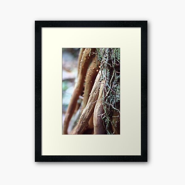 roots Framed Art Print