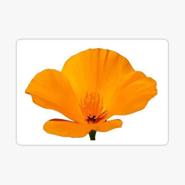 California Sunshine Sticker