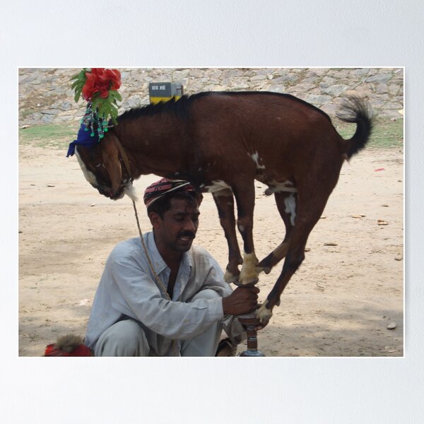 Item preview, goat is doing stunt.. designed and sold by Awais Malik.