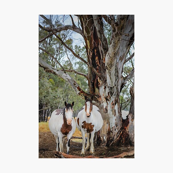 Mares in waiting Photographic Print
