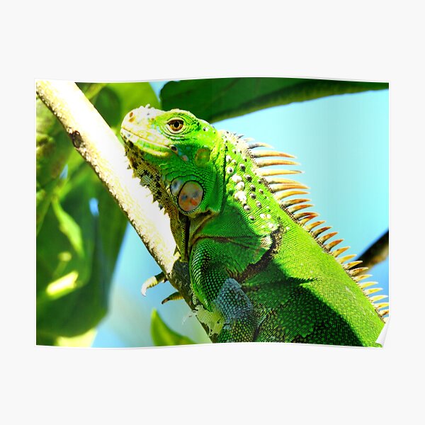 Punta Sur Iguana Poster