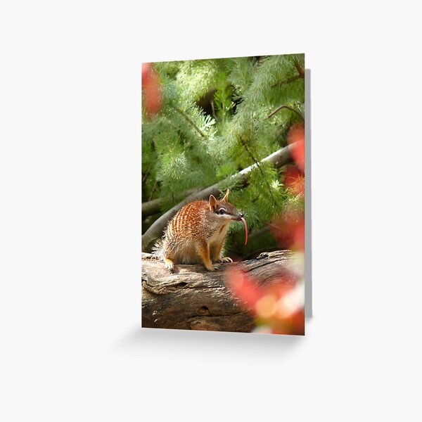 He's Not being Rude! Greeting Card