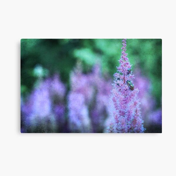 ✿ Astilbe + Japanese Beetles ✿ Canvas Print