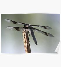 Dragonfly Poster