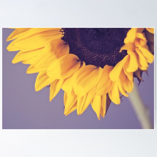 Artikelvorschau, Sonnenblume in Grau entworfen und verkauft von STUDIOCLAIRE.