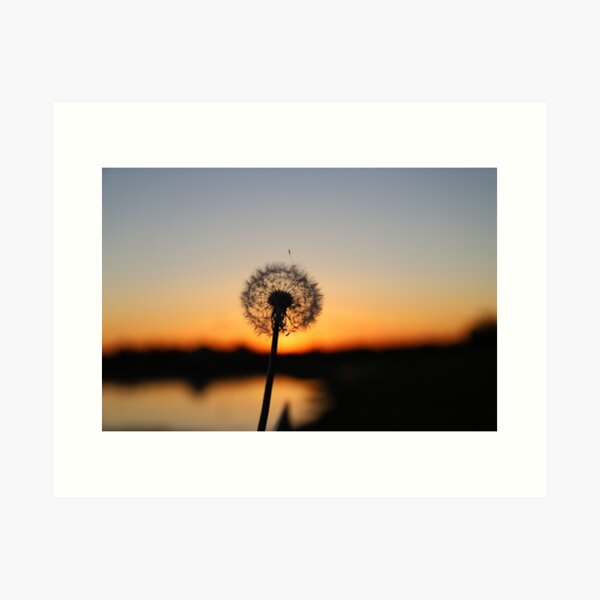 Abend mit Pusteblume Kunstdruck
