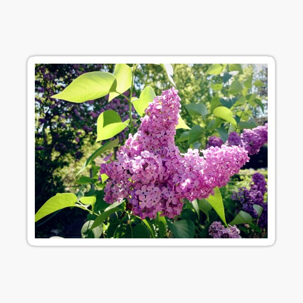 Flieder-Blüte Sticker