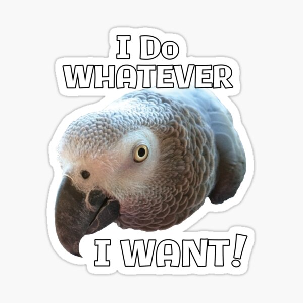 I Do Whatever I Want! African Grey Parrot design Sticker