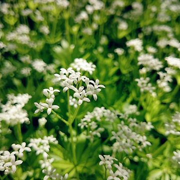Vorschaubild zum Design Zarte Waldmeister-Blüte von Gourmetkater