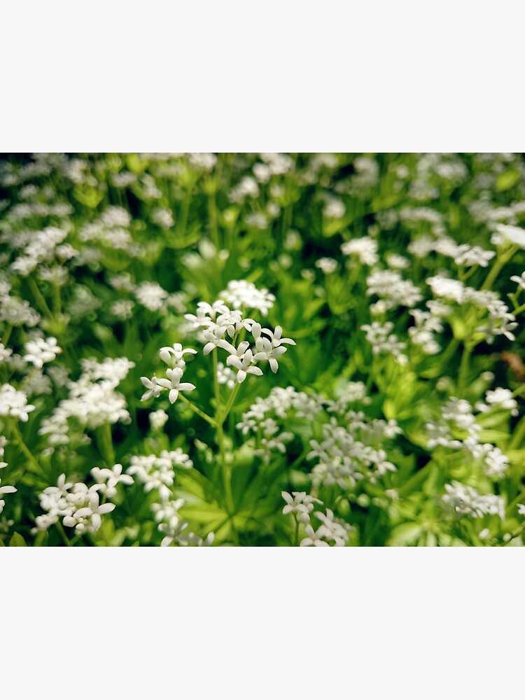 Thumbnail 3 von 3, Sticker, Zarte Waldmeister-Blüte designt und verkauft von Gourmetkater.