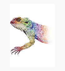 bearded dragon rainbow Mix Photographic Print
