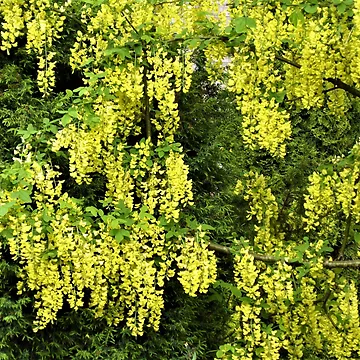 Artwork thumbnail, Laburnum by Fara