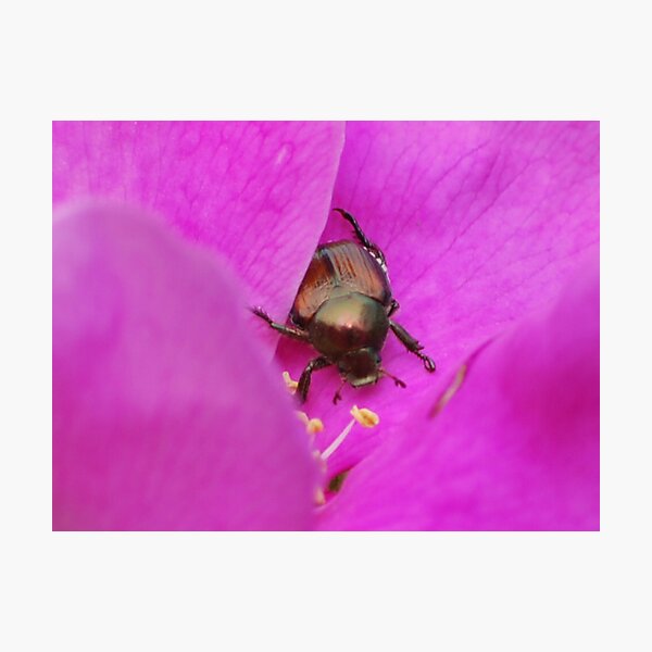 Artikelvorschau, The  Beetle entworfen und verkauft von deb cole.