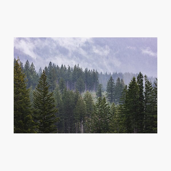 Artikelvorschau, Unter Kontrolle - Nebelige Bäume Misty Forest Pacific Northwest Nature Mountain Photography entworfen und verkauft von artcascadia.