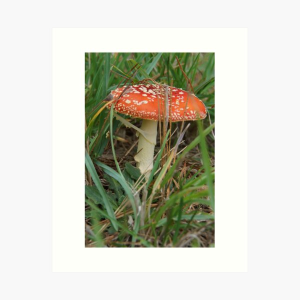 Item preview, Fungi - Adelaide Hills - Fleurieu Peninsula by South Australian artist Avril Thomas designed and sold by MagpieSprings.