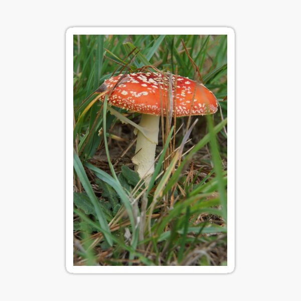 Item preview, Fungi - Adelaide Hills - Fleurieu Peninsula by South Australian artist Avril Thomas designed and sold by MagpieSprings.